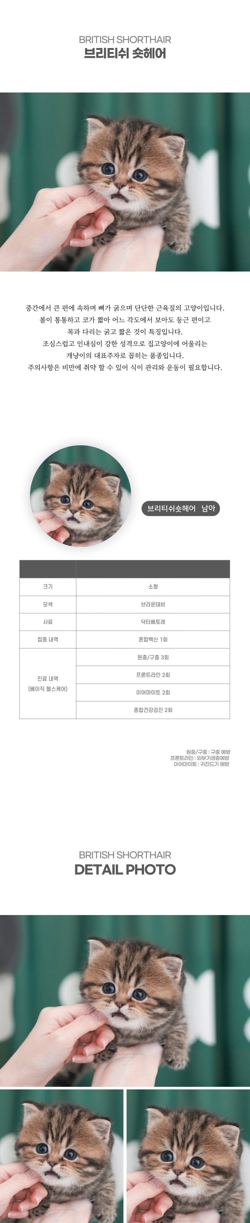 브리티쉬숏헤어_상세이미지_2